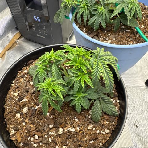 Superboof 2 growlog timeline photo