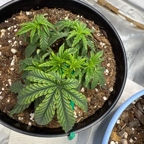 Superboof 2 growlog timeline photo