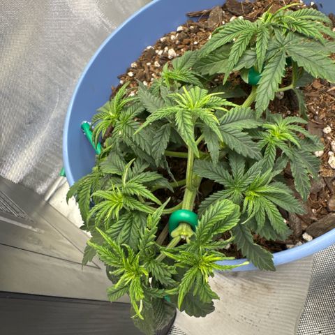 Super Boof growlog timeline photo