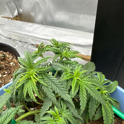 Super Boof growlog timeline photo