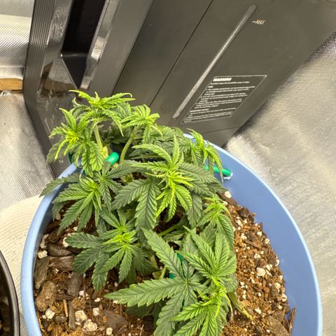 Super Boof growlog timeline photo