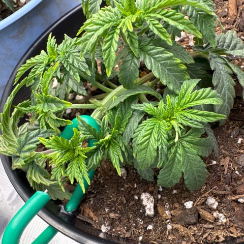Superboof 2 growlog timeline photo
