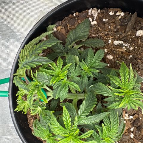 Superboof 2 growlog timeline photo