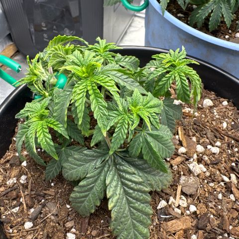 Superboof 2 growlog timeline photo