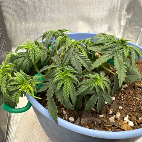 Super Boof growlog timeline photo