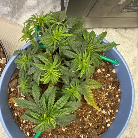 Super Boof growlog timeline photo