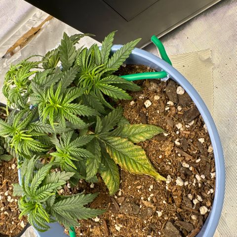 Super Boof growlog timeline photo