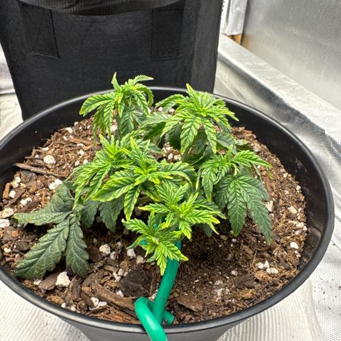 Superboof 2 growlog timeline photo