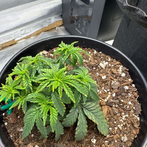Superboof 2 growlog timeline photo