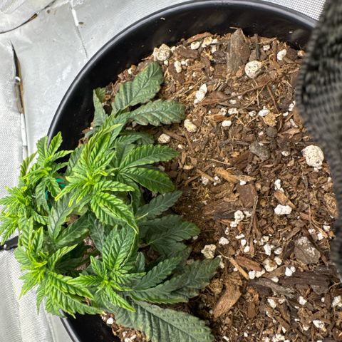 Superboof 2 growlog timeline photo