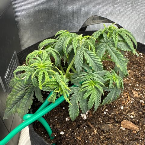 Super Boof growlog timeline photo