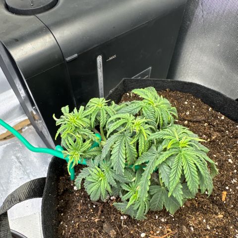 Super Boof growlog timeline photo