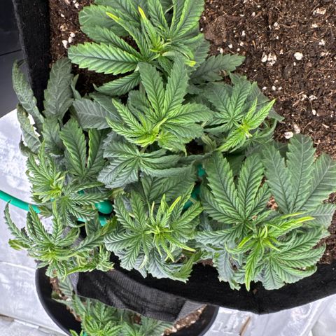 Super Boof growlog timeline photo