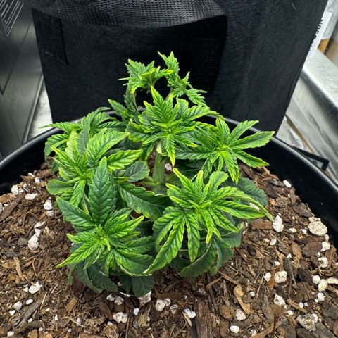Superboof 2 growlog timeline photo