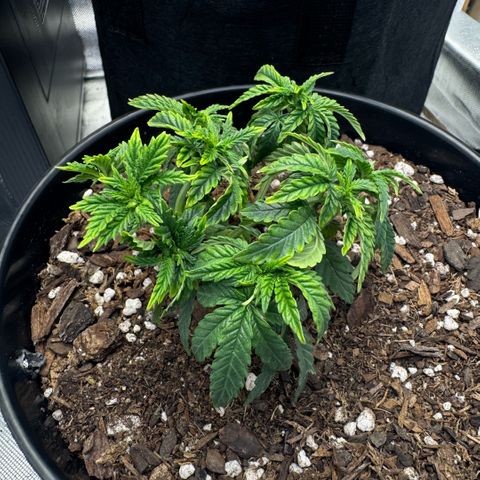 Superboof 2 growlog timeline photo