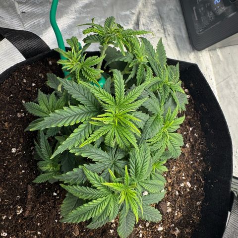 Super Boof growlog timeline photo
