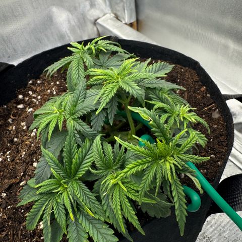 Super Boof growlog timeline photo