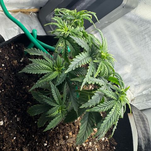 Super Boof growlog timeline photo