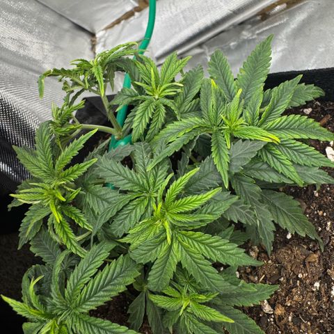 Super Boof growlog timeline photo