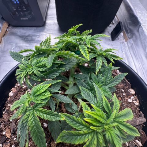Superboof 2 growlog timeline photo
