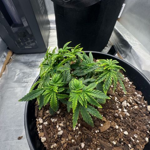Superboof 2 growlog timeline photo