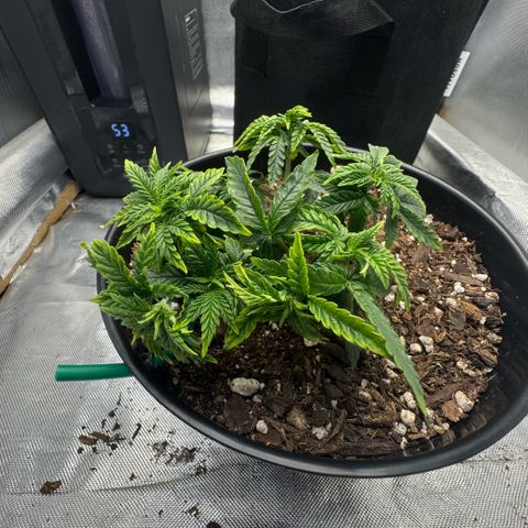 Superboof 2 growlog timeline photo