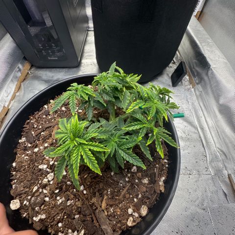 Superboof 2 growlog timeline photo