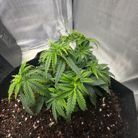 Super Boof growlog timeline photo