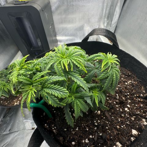 Super Boof growlog timeline photo