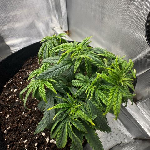 Super Boof growlog timeline photo