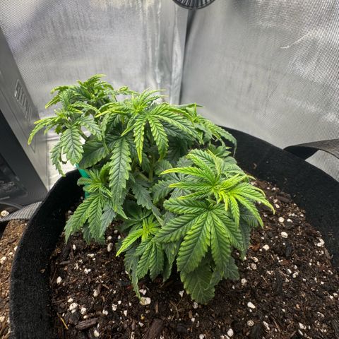 Super Boof growlog timeline photo