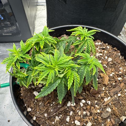 Superboof 2 growlog timeline photo