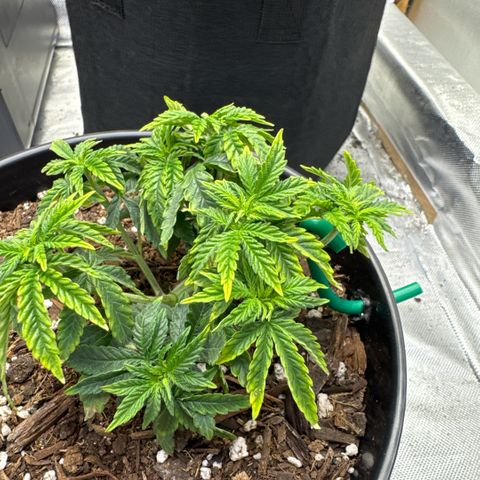 Superboof 2 growlog timeline photo