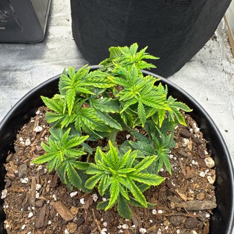Superboof 2 growlog timeline photo