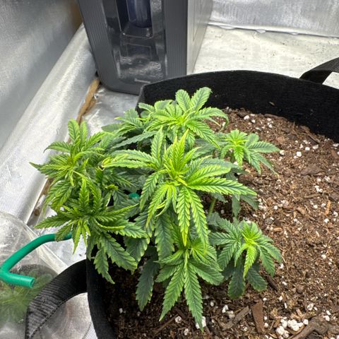 Super Boof growlog timeline photo