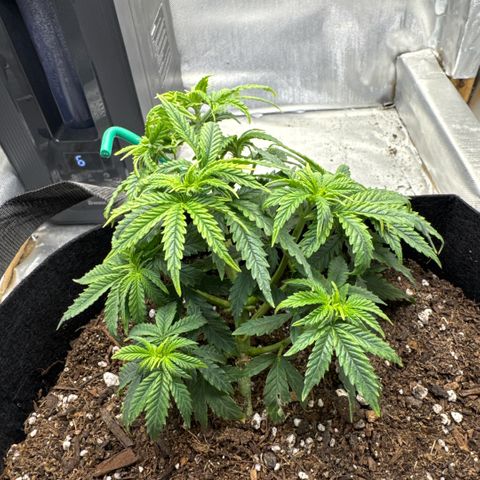Super Boof growlog timeline photo