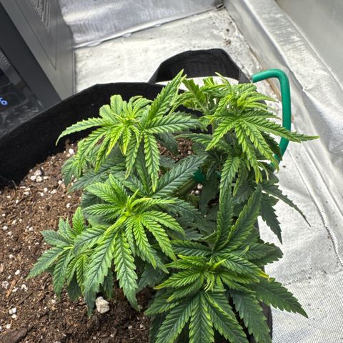 Super Boof growlog timeline photo