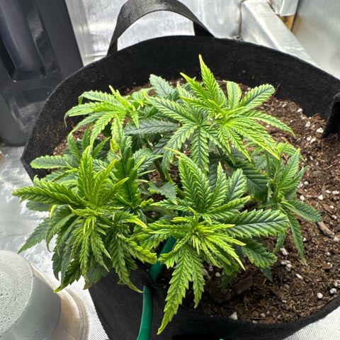 Super Boof growlog timeline photo