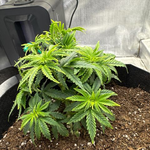 Super Boof growlog timeline photo