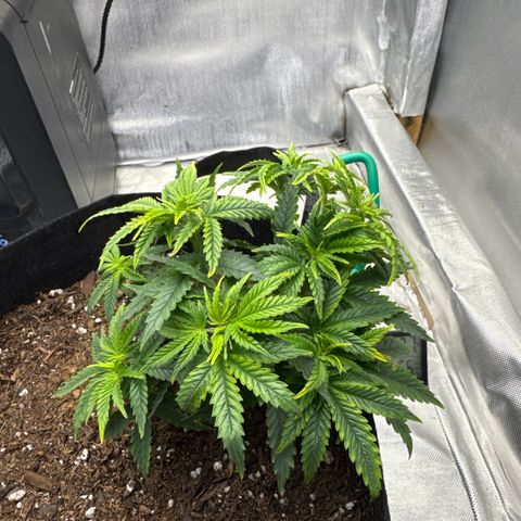 Super Boof growlog timeline photo