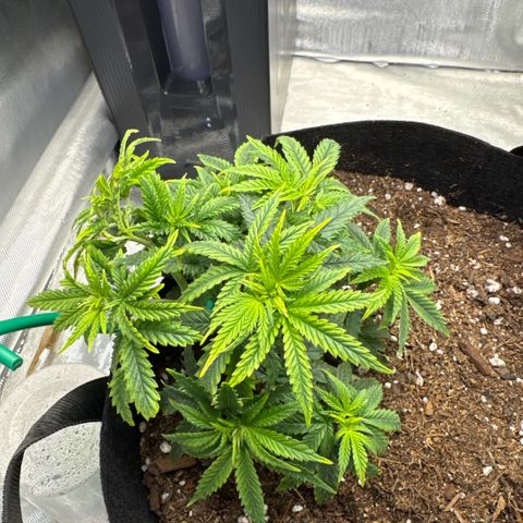 Super Boof growlog timeline photo