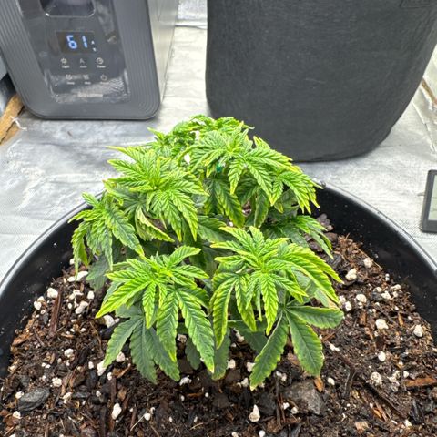 Superboof 2 growlog timeline photo