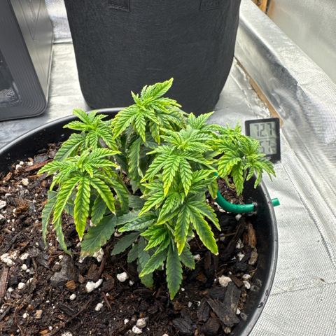 Superboof 2 growlog timeline photo