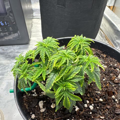 Superboof 2 growlog timeline photo