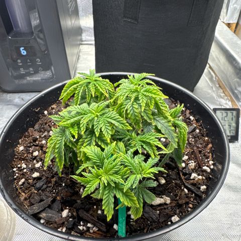 Superboof 2 growlog timeline photo