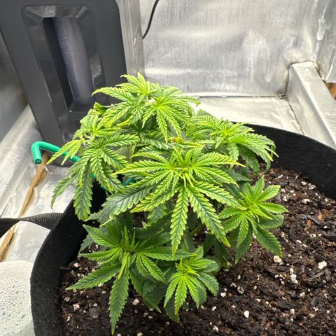 Super Boof growlog timeline photo