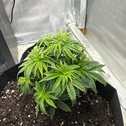 Super Boof growlog timeline photo