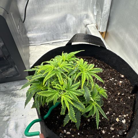 Super Boof growlog timeline photo