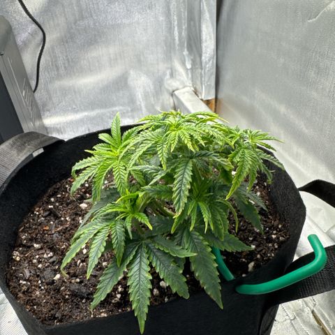 Super Boof growlog timeline photo