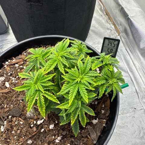 Superboof 2 growlog timeline photo
